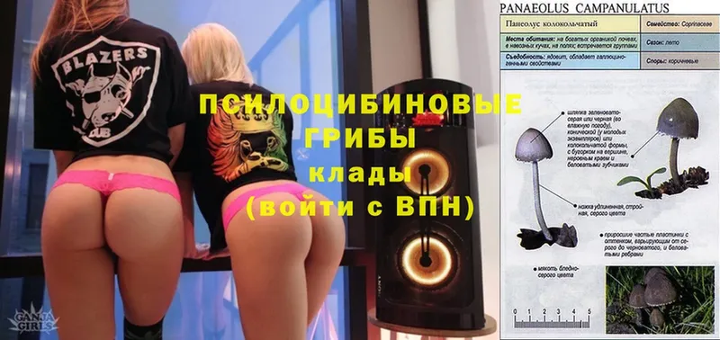 Галлюциногенные грибы GOLDEN TEACHER  купить   Змеиногорск 